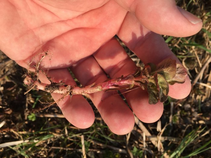 Hand håller en liten planta med rötter och spirande blad för att visa ett stadie i ett växtprojekt.