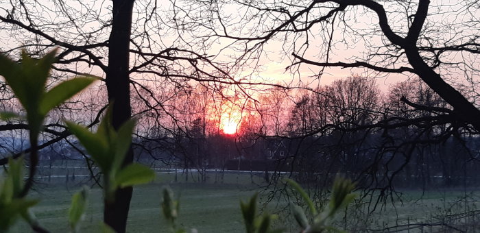 Solnedgång genom träd på en vårkväll med rosa och gul himmel.