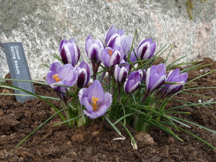 Lila och vita krokusar 'Spring Beauty' blommar med gröna blad och skylt framför stenbakgrund.