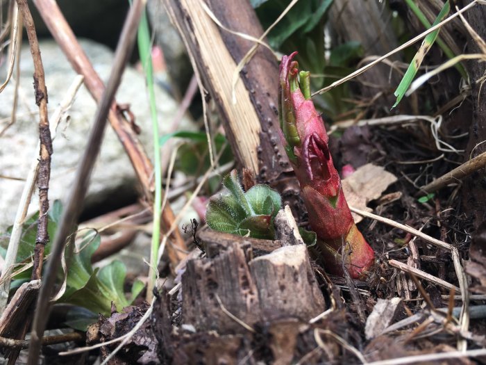 Närbild av en ny växtskott som tittar upp bland döda blad och kvistar på marken.