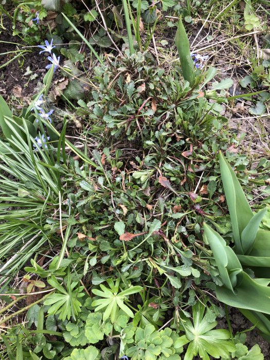 Olika växter i en rabatt med blandad förekomst av gröna blad och blå stjärnformade blommor.