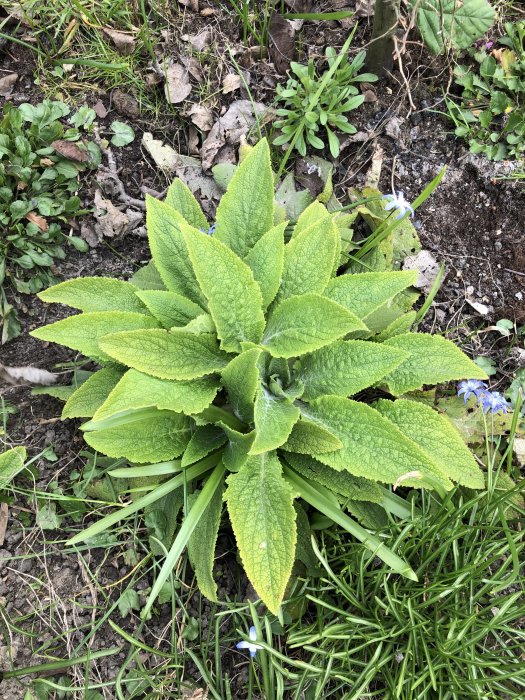 Översikt över en rabatt med frodig, grön, bladrosett omgiven av mindre växter och några enstaka blå blommor.