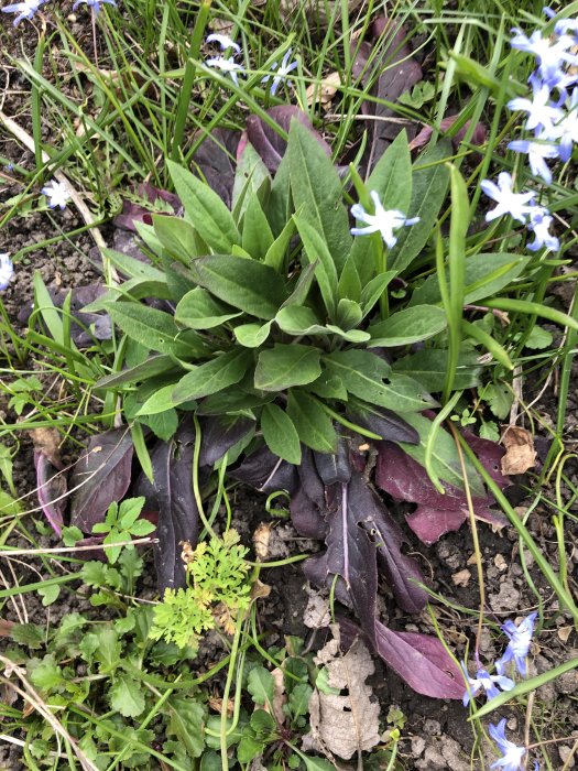 Mörkgröna bladrosetter i en rabatt med ljusblå stjärnformade blommor och purpurröda löv på marken.
