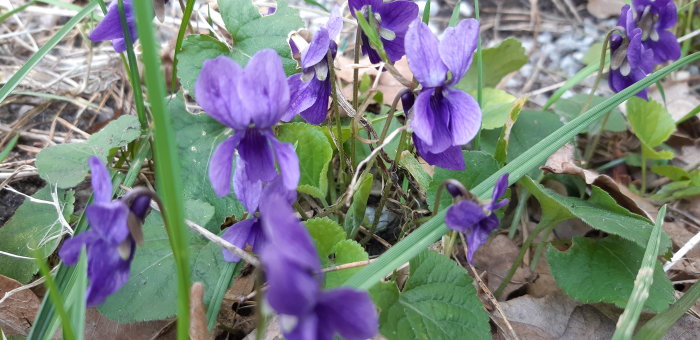 Lila violer som blommar i en skogsmiljö med döda löv och grässtrån i bakgrunden.