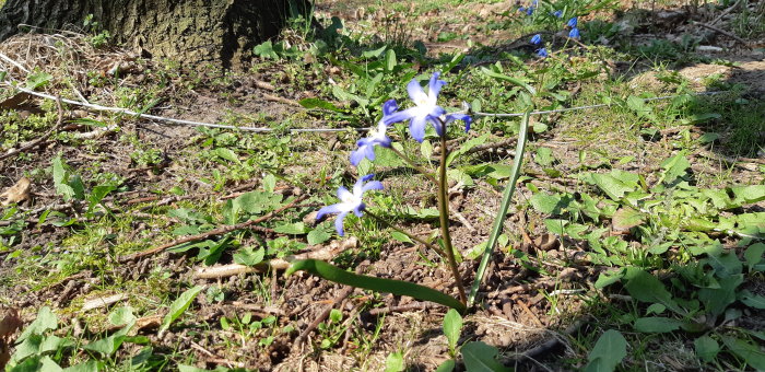 Blå scillor blommar i solljus nära en gammal trädrot, omgivna av grönt gräs och nedfallna kvistar.