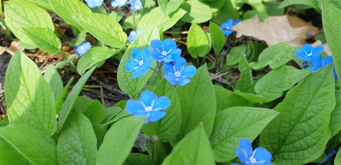 Blå blommor omgivna av gröna blad på marken i en trädgård.