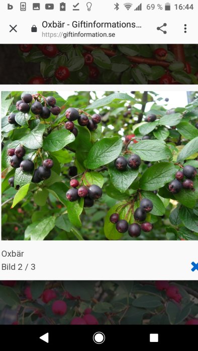 Grenar med mörkt röda till svarta bär omgivna av gröna löv, som illustrerar områdesspecifika oxelbär på hösten.