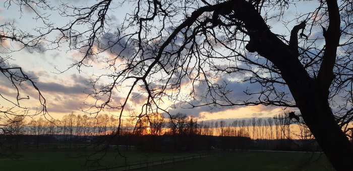 Solnedgång med silhuetter av trädgrenar mot en färgstark himmel och moln.