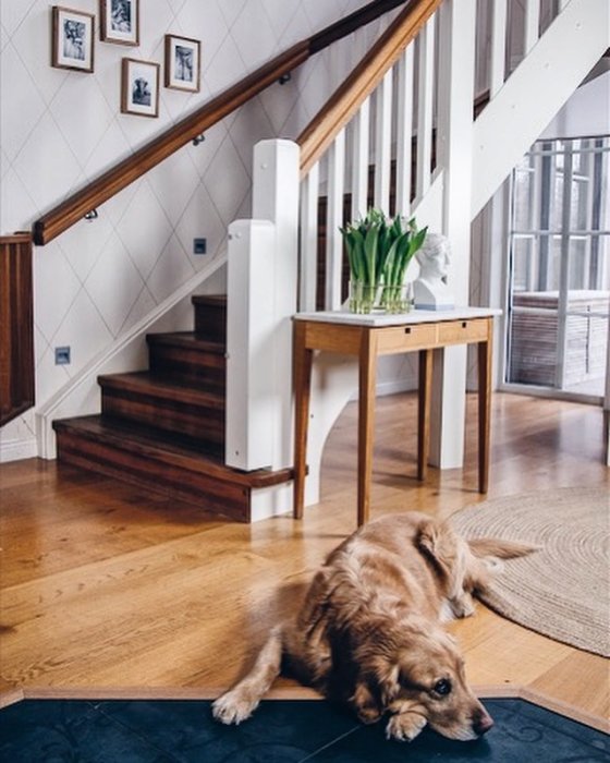 Interiör av en hall med trätrappa, vitväggad korridor och en hund på golvet.