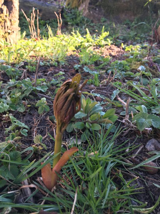 Ung planta med brungröna blad som växer upp ur marken med gräs och lövverk i bakgrunden.