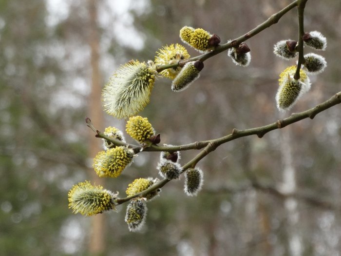 Grenar med blommande sälgkattar mot en suddig bakgrund av träd och himmel.