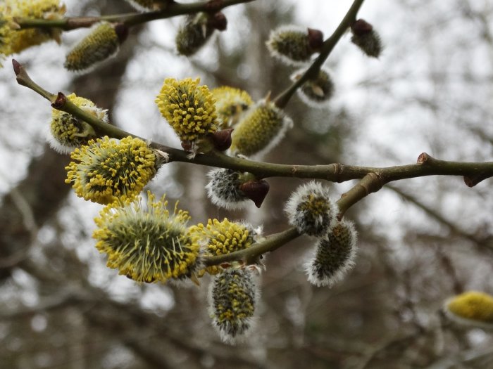 Blommande sälgkvistar med gula pollenrika ståndare, viktig källa för tidiga insekter.