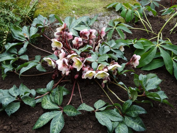 Helleborus erichsmithii 'Winter Moonbeam' praktjulros med blommor och marmorerade blad i trädgård.