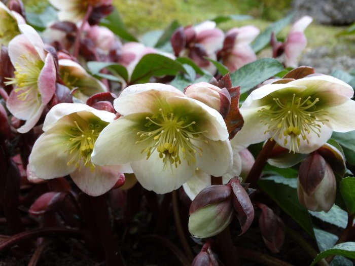 Blommor av Helleborus erichsmithii 'Winter Moonbeam' med blekrosa kronblad och gula ståndare.