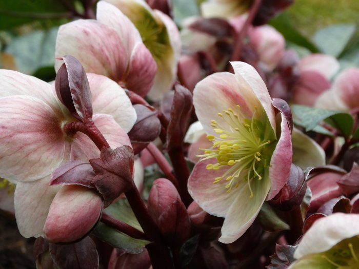 Närbild av Helleborus erichsmithii 'Winter Moonbeam', ljusrosa och vit blommande praktjulros.