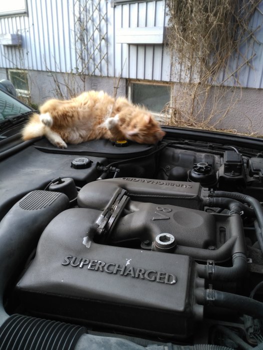 En rödbrun katt ligger på rygg ovanpå motorhuven av en bil med texten "SUPERCHARGED", ser ut som den arbetar med bilen.