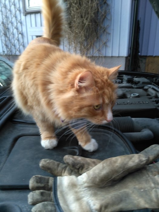 Rödbrun katt på motorhuven av en bil, undersöker motorrummet nära ett par arbetsvantar.