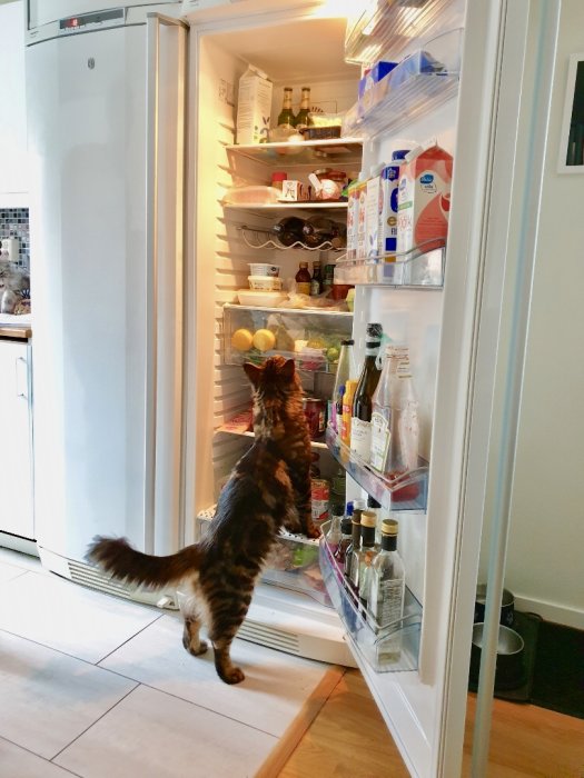 En katt som står på bakbenen och tittar in i ett öppet kylskåp fullt med matvaror.