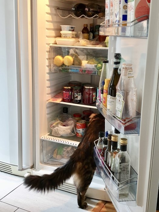 Katt som rotar i ett öppet kylskåp fullt med olika livsmedel.