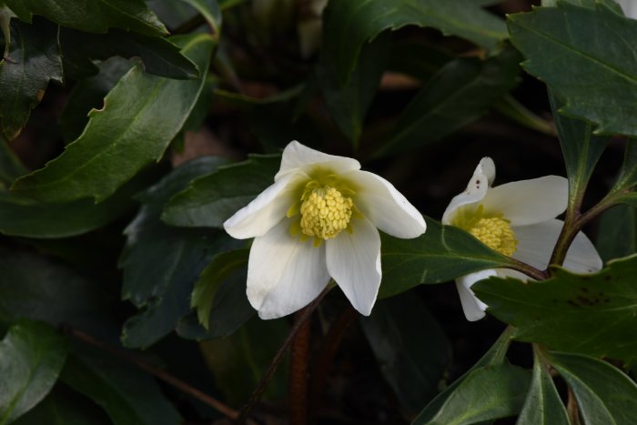 Vita Helleborus niger, även känd som julros, med gula ståndare och gröna blad.