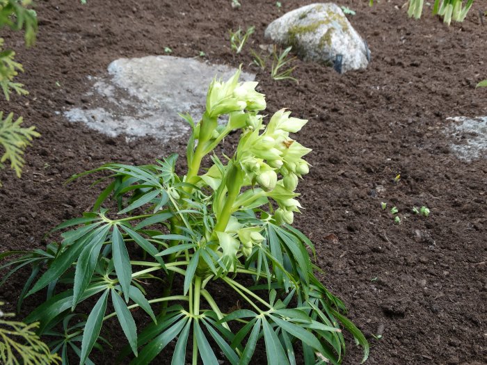 Helleborus foetidus, klockjulros, med oöppnade gröna blommor och löv i en trädgård.