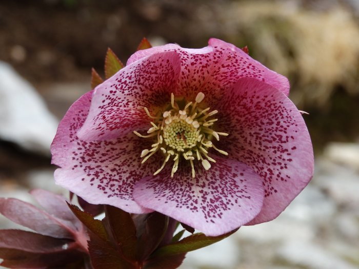 Närbild av en rödfärgad julros med prickar på blombladen och synliga ståndare.