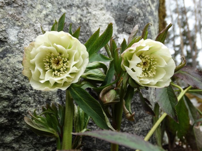 Fylld vit julros (Helleborus niger) med blommor och knoppar mot stenbakgrund.