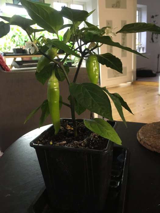 En 20 cm hög chiliplanta i kruka med fyra gröna chili frukter och blommor i ett hemmiljö.