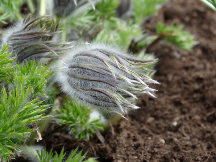 Pälsförsedda knoppar av backsippan Pulsatilla vulgaris i kallt väder.