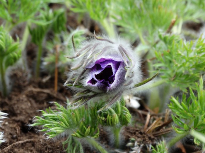 Pälsförsedd knopp av backsippa Pulsatilla vulgaris som är delvis stängd i kyligt väder.