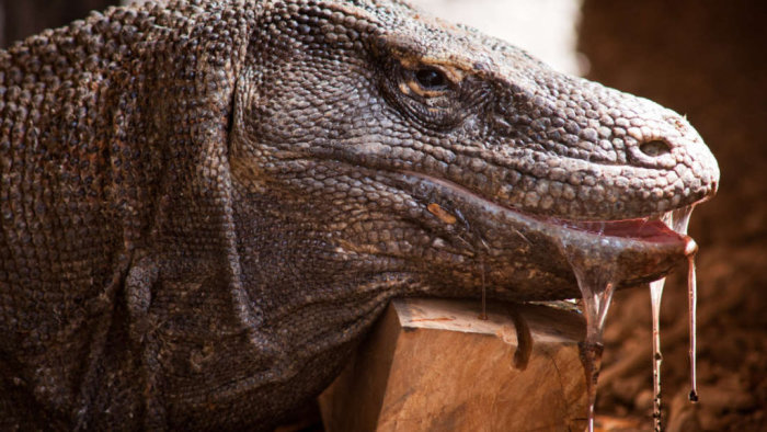 Närbild på en komodovaran med saliv droppande från munnen.