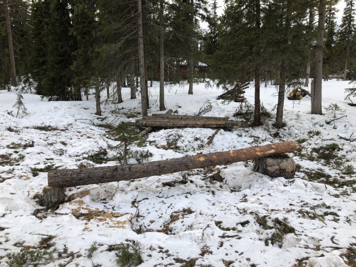 Avverkad skog och röjt område med snötäckt mark och nedfallna trädstammar.