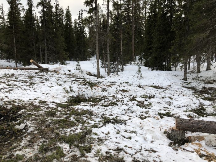 Röjd tomt med snö och avverkade träd i skogsmiljö, färdig för byggprojekt.