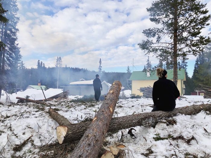 Avverkad tomtröjning med nedfallna träd och person som blickar ut över området på vintern.