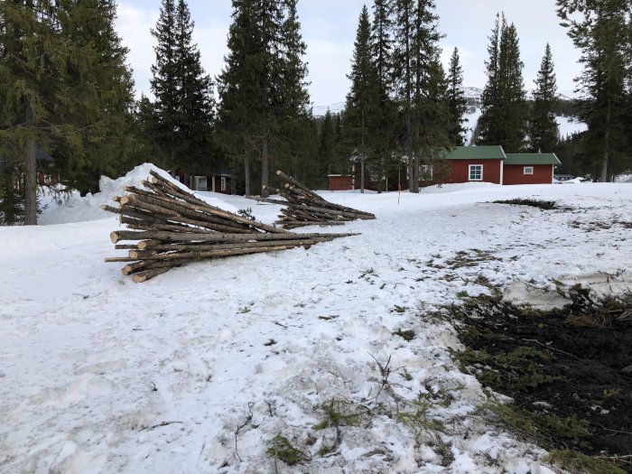 Röjt område med nedskurna trädstammar på snötäckt mark framför rött hus med grönt tak.