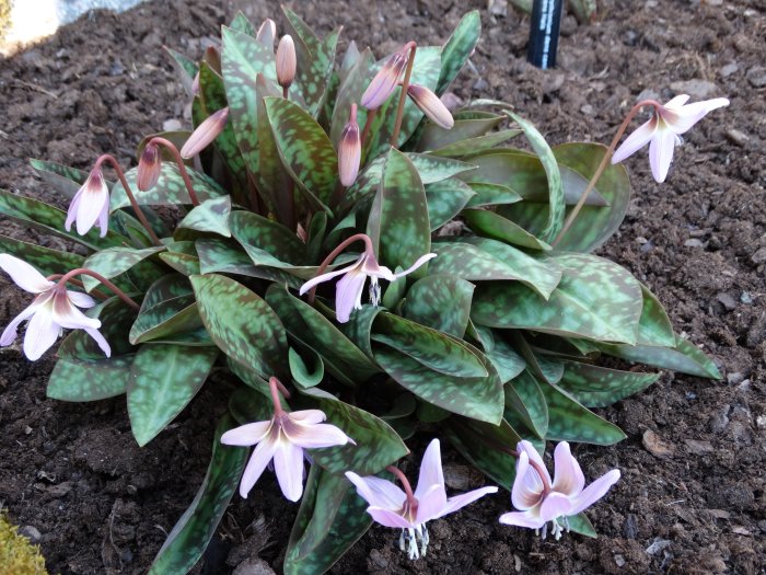 Hundtandsliljan 'Erythronium dens-canis Lilac Wonder' i blom med lila blommor och marmorerade blad.