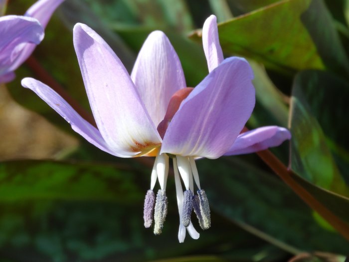 Närbild på en blommande lila hundtandslilja, Erythronium dens-canis 'Lilac Wonder', med framträdande ståndare.