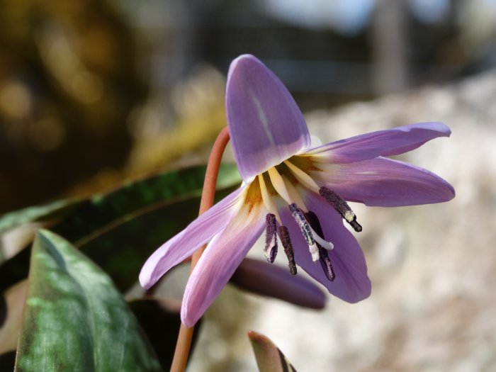 Närbild av den nyutslagna lila hundtandsliljan 'Erythronium dens-canis Lilac Wonder'.