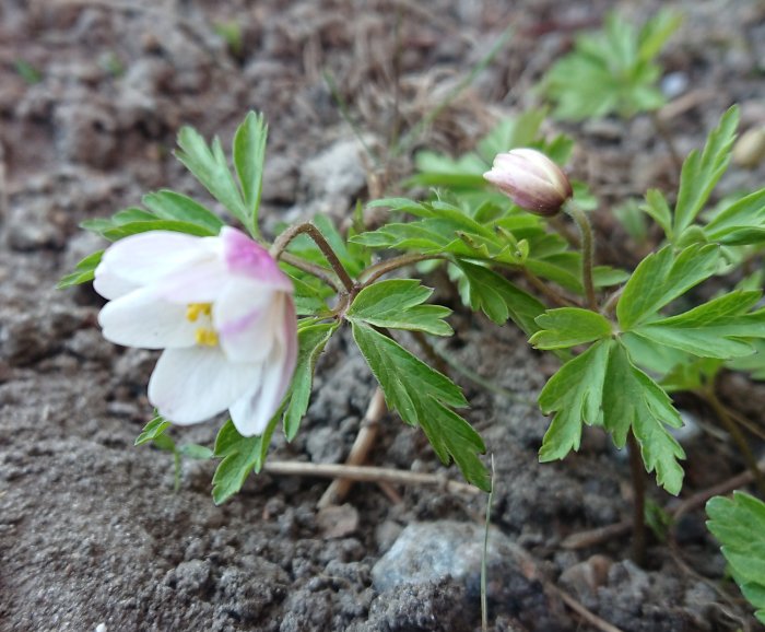 Anemone nemorosa 'Kentish Pink' med ljusrosa blommor och grönt bladverk på brun jordbakgrund.