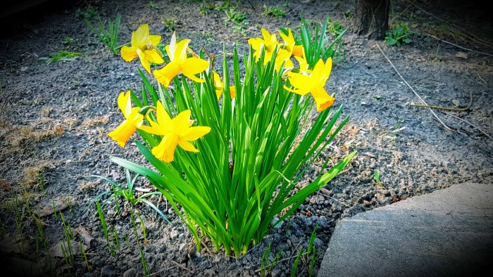 En grupp blommande gula påskliljor i en trädgård med grön flikig bladverk.