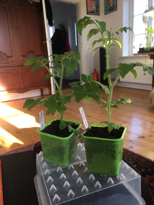 Två små Balconi Red busktomatplantor i gröna krukor på en bostadsbakgrund.