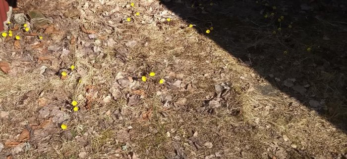 Trädgårdsbild med små gula blommor spridda i lövbeklädd mark under solljus.