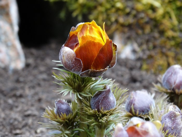 Adonis vernalis, känd som våradonis, blommande med gula kronblad och fjuniga knoppar.