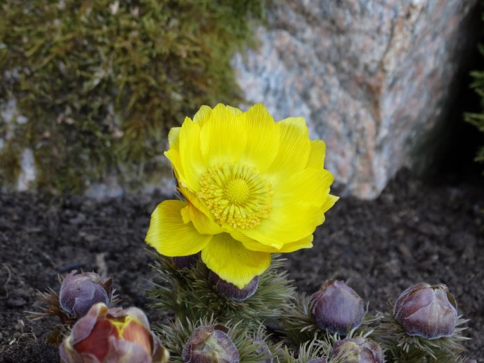 Gul våradonis blomma (Adonis vernalis) med knoppar i ett trädgårdsland med mossa och sten i bakgrunden.