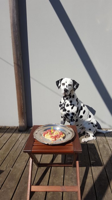 Dalmatiner sitter bredvid ett silverfat med spagetti och oxfärs, komplett med födelsedagsljus, utomhus.