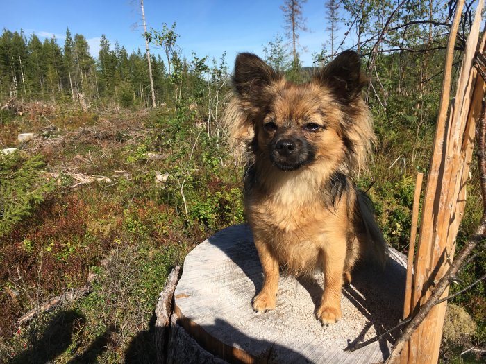 En liten hund på en trästubbe i soligt skogslandskap.