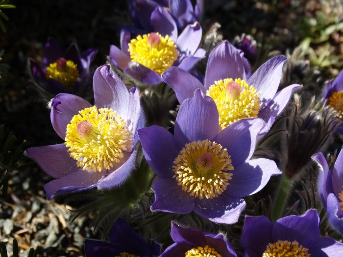 Lila Pulsatilla patens och Hepatica nobilis 'Flore Pleno' blommor i solljus.