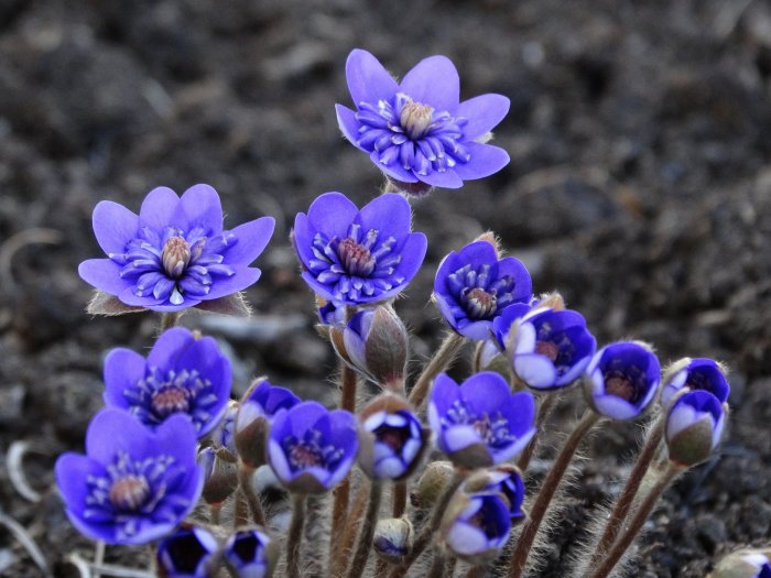 Blåsippor 'Hepatica nobilis Flore Pleno' med dubbla blommor i olika öppningsstadier.