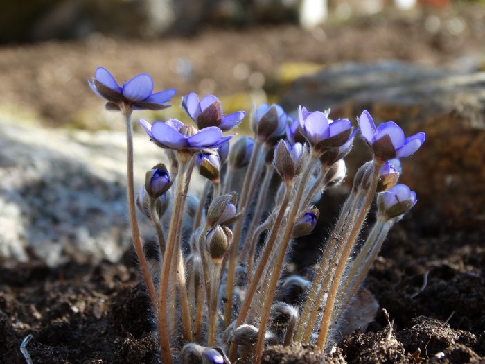 Grupp av blåsippor, Pulsatilla patens, med blåa blommor och silvriga hår på stjälkarna i jord.