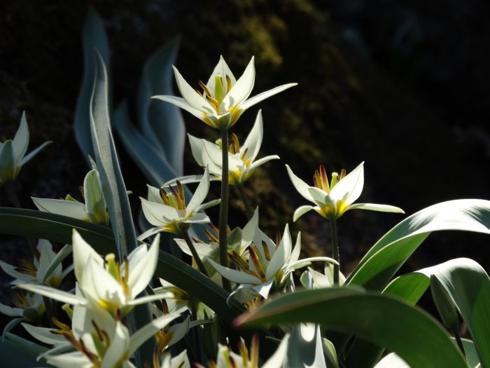 Botaniska tulpaner Tulipa turkestanica som blommar med vita blad och gula ståndare i solsken.